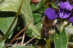 Veränderliche Hummel (Bombus humilis) auf Grossblütiger Brunelle (Prunella grandiflora) (F315929) Veränderliche Hummel (Bombus humilis) auf Grossblütiger Brunelle (Prunella grandiflora) (F315929)