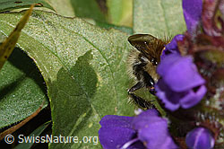 Veränderliche Hummel (Bombus humilis) auf Grossblütiger Brunelle (Prunella grandiflora) (F315931) Veränderliche Hummel (Bombus humilis) auf Grossblütiger Brunelle (Prunella grandiflora) (F315931)