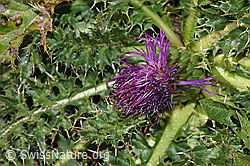 Stängellose Kratzdistel (Cirsium acaule) (F315932)