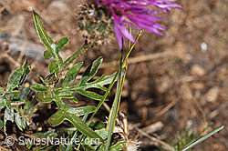 Centaurea scabiosa ssp. alpestris (F315936)