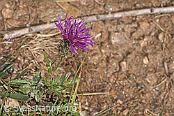 Centaurea scabiosa ssp. alpestris (17.10.2025, F315937)