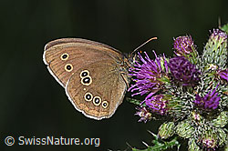 Aphantopus hyperantus on Cirsium palustre (27.06.2026, F329211)