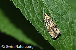 Orthotaenia undulana (27.06.2026, F329239)
