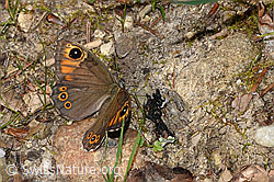 Lasiommata maera (27.06.2026, F329253)