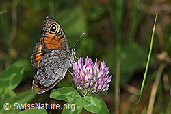 Lasiommata maera on Trifolium pratense (27.06.2026, F329260)