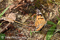 Vanessa cardui (F329312) Vanessa cardui (F329312)