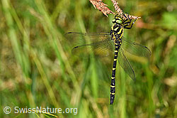 Cordulegaster bidentata (F329329)