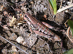 G000005: Gewöhnliche Gebirgsschrecke (Podisma pedestris)