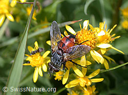G000008: Igelfliege (Tachina fera)