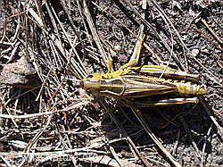 G000853: Grosse Höckerschrecke (Arcyptera fusca)