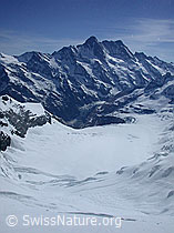 G002694: Schreckhorn, Lauteraarhorn und Fieschergletscher