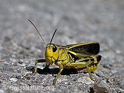 G004828: Grosse Höckerschrecke (Arcyptera fusca)