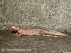 G005883: Bergmolch (Ichthyosaura alpestris)