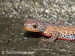G005886: Bergmolch (Ichthyosaura alpestris)