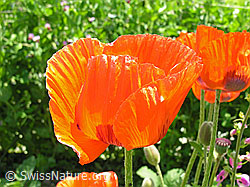 Foto: Schlaf-Mohn