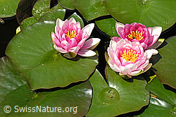 G011028: Hybrid-Seerose
