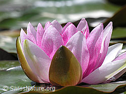 G011030: Blüte der Seerose