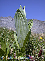 G011145: Gewöhnlicher Germer, Blätter