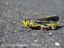 G011331: Grosse Höckerschrecke (Arcyptera fusca)