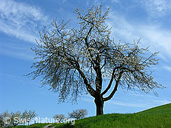 G017842: Stattlicher Kirschbaum, am Himmel Schleierwolken