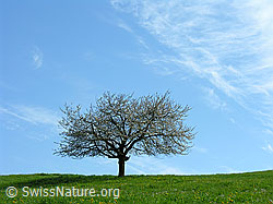 G017855: Kirschbaum auf grüner Wiese bei blauem Himmel