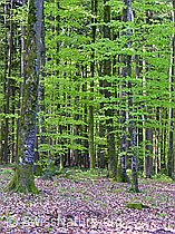 G017871: Buchenwald