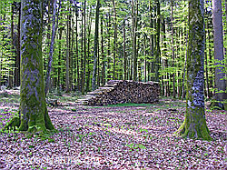 G017875: Buchenwald