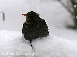 Foto: Amsel