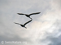 G026379: Schwäne (Cygnus olor) im Flug