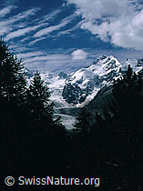 dia96141: Piz Bernina mit Biancograt