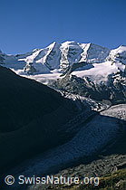 dia96162: Piz Palü und Morteratschgletscher