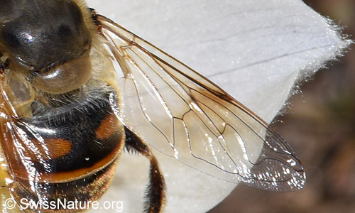Mistbiene (Eristalis tenax): Flügel