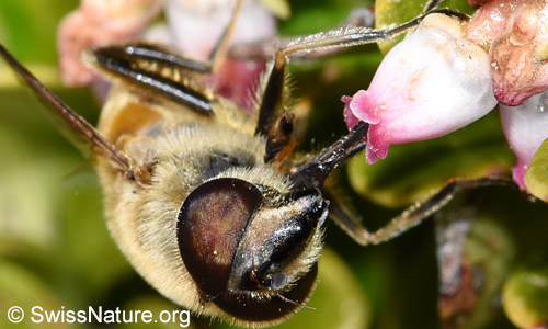 Mistbiene (Eristalis tenax): Kopf, Beine und Rüssel