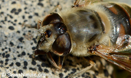 Mistbiene (Eristalis tenax): Kopf, Vorderkörper und Flügelansatz