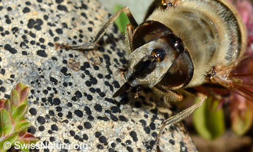 Mistbiene (Eristalis tenax): Kopf und Beine