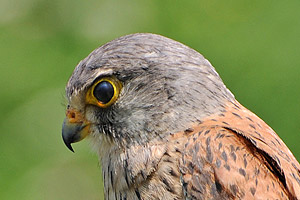 Kopf eines Turmfalks
